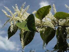 Japknotweed5.jpg