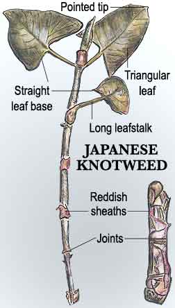 KnotweedPaintingLabeled.jpg