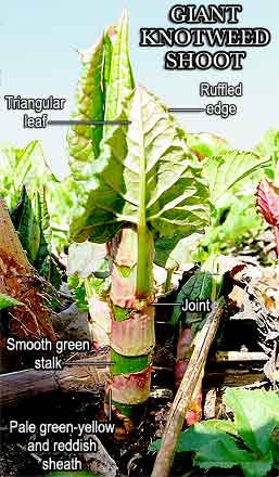 KnotweedShootGiantLabeled.jpg