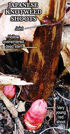 KnotweedShootLabeled.jpg