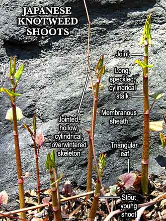 KnotweedShootsLabeled.jpg