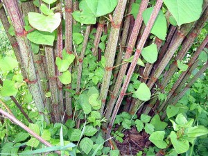japaneseknotweed.jpg