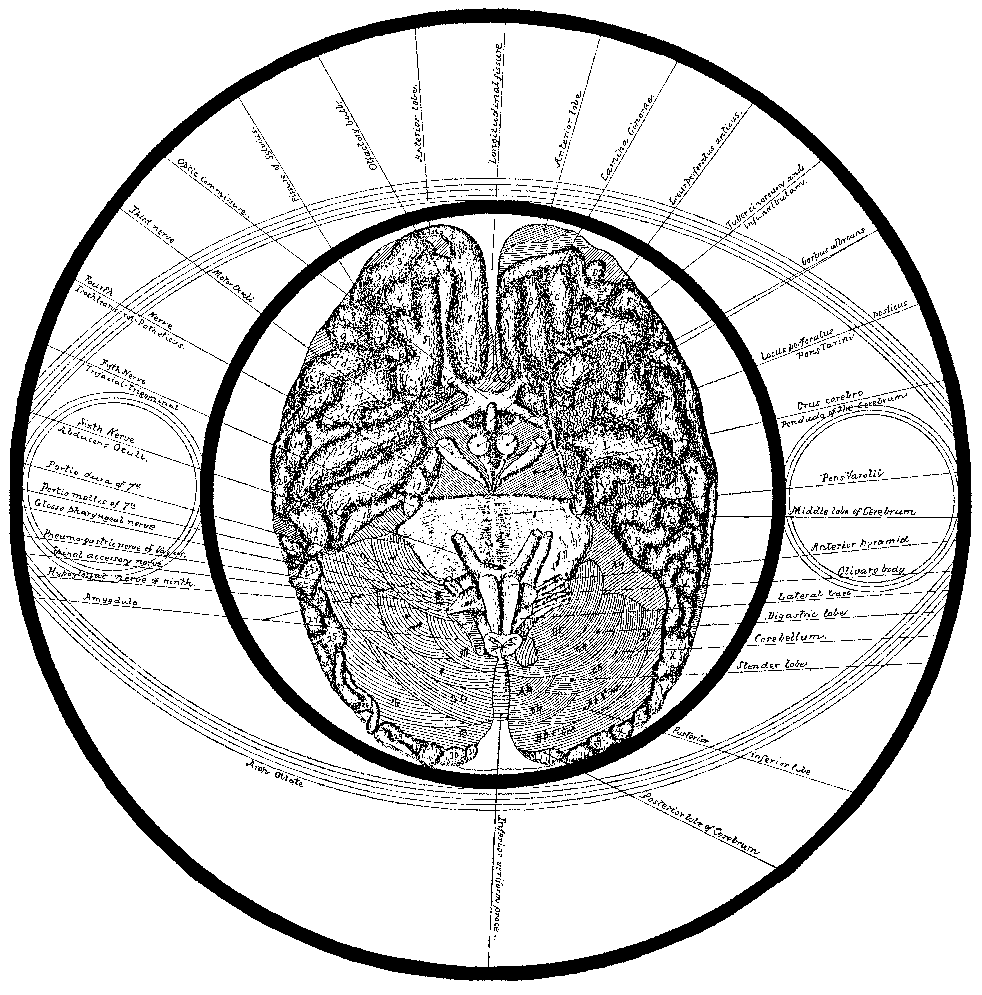 Brain.gif
