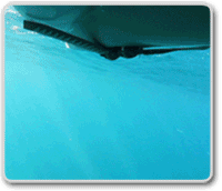 Fin-MotionSDW200px.gif
