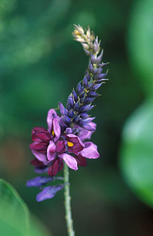 Flowering_kudzu.jpg