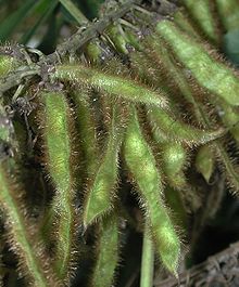 Kudzu_seedpods.jpg
