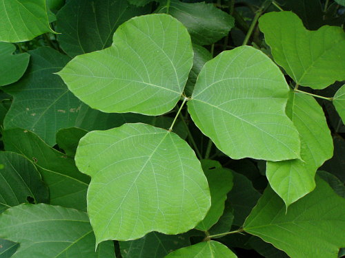 kudzu.jpg