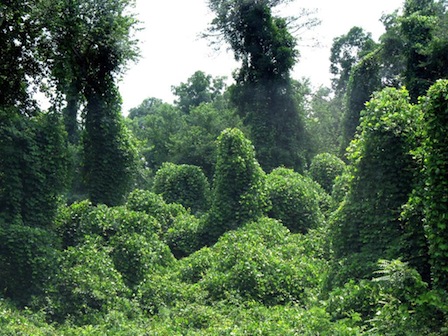kudzu2.jpg