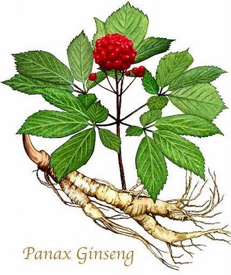 ginseng.jpg