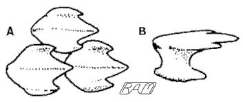 denticles.gif