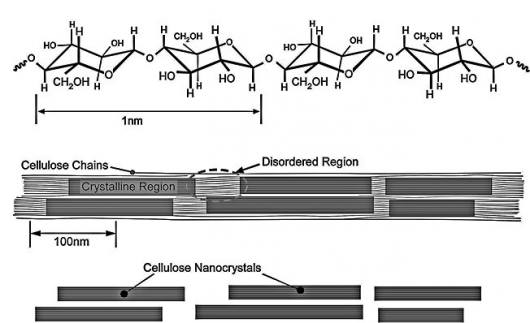 cellulose-polymer-cnc.jpg