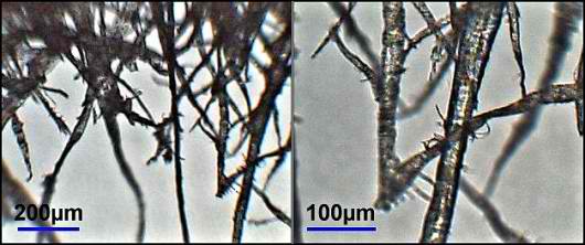 cellulosefibers.jpg