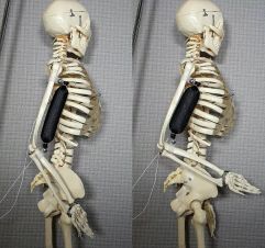 lipsonmuscle.jpg