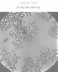 livingcellrx2.jpg
