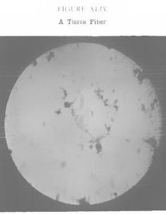 livingcellrx4.jpg
