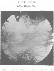 livingcellrx8.jpg