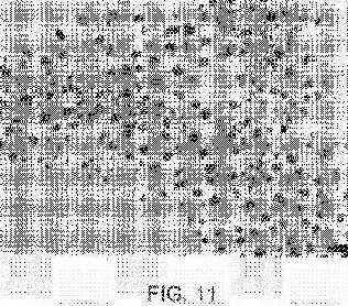 fig11.jpg