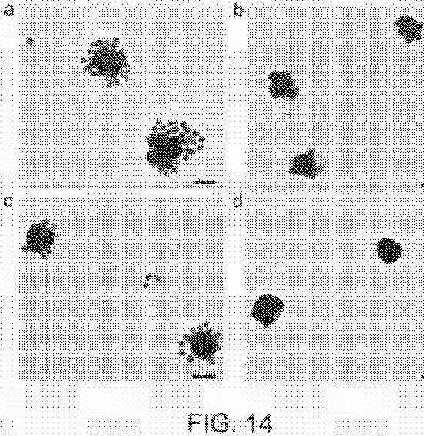 fig14.jpg