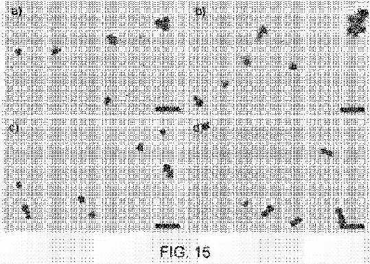 fig15.jpg