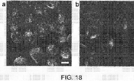 fig18.jpg