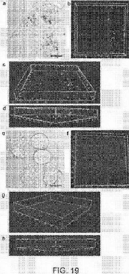 fig19.jpg