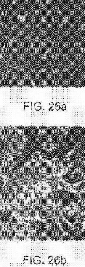 fig26.jpg
