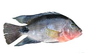 tilapia.jpg