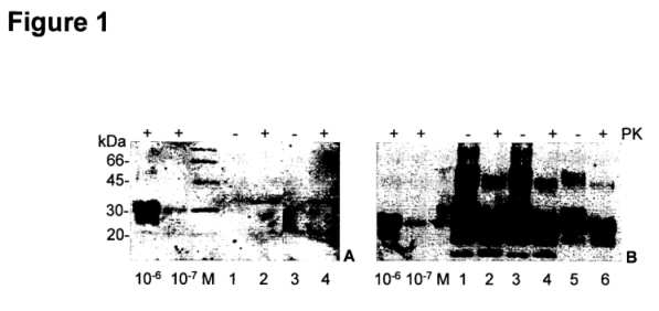 fig1.jpg