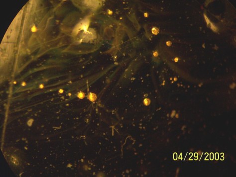 gas01.jpg