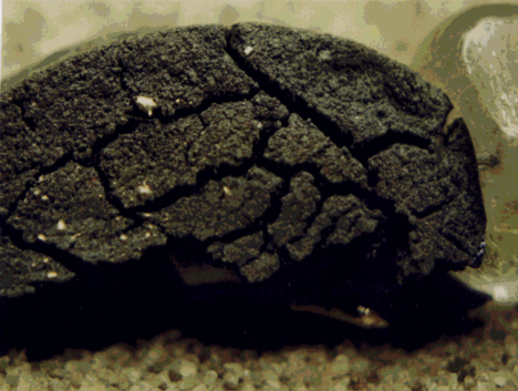 gas03.gif