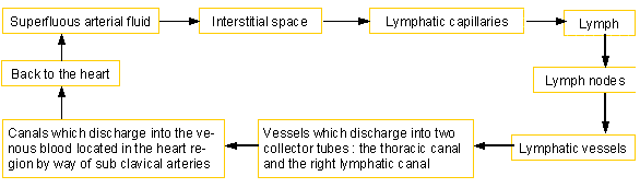 lymph_path.gif