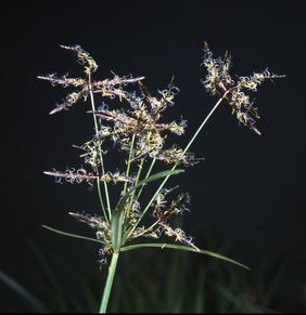 infloresc.jpg