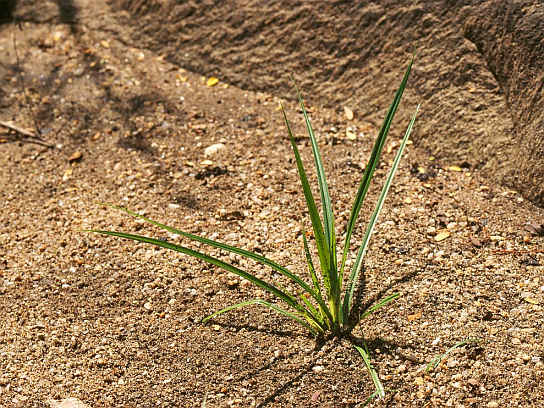 nutsedge.jpg