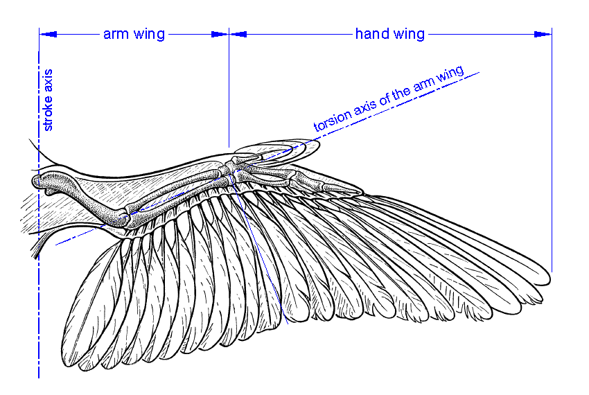 bird_wing.gif