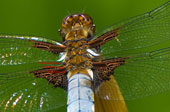 dragonfly_k.jpg
