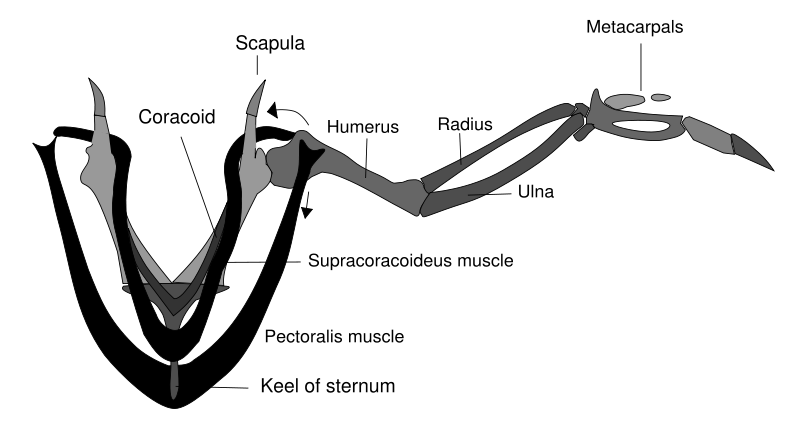 wingmuscles.png