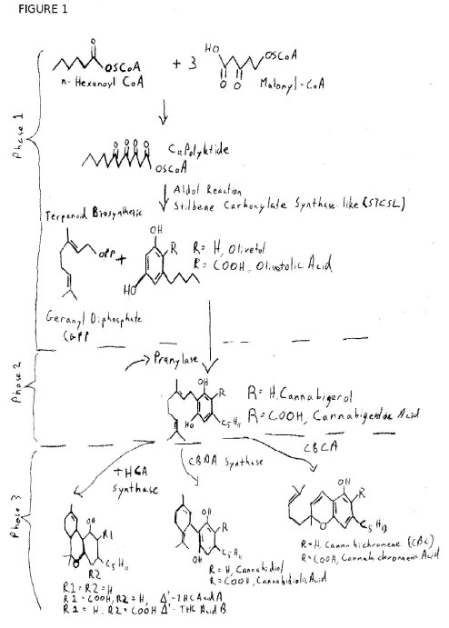 fig1.jpg