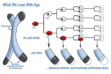 telomere.jpg