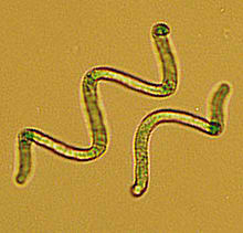 spirulina.jpg
