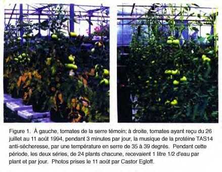TOMATOSF.jpg