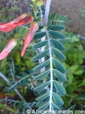 Sutherlandia-leaf-flower.jpg