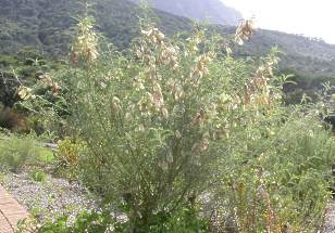 lessertbush.jpg