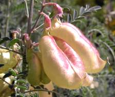 lessertpods.jpg