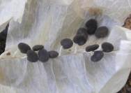 lessertseed.jpg