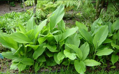 turmeric-plant.jpg
