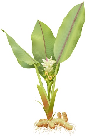 turmeric_art.jpg