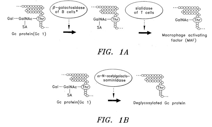 fig1ab.jpg