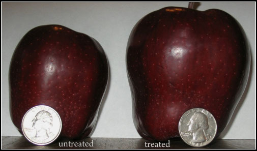apples.jpg