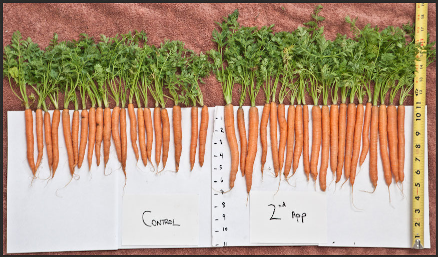 carrots1a.jpg