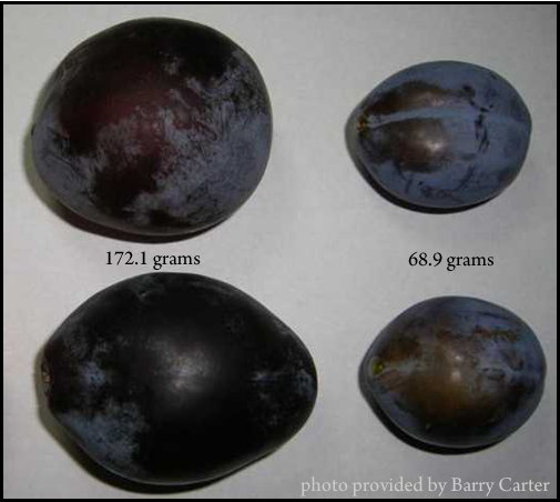 plums.png
